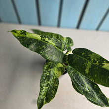 Load image into Gallery viewer, #RB7 Philodendron Jose Buono