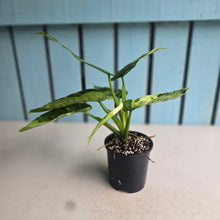 Load image into Gallery viewer, #RB7 Philodendron Jose Buono