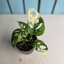 Load image into Gallery viewer, #R941 Variegated Monstera Adansonii