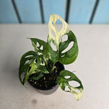 Load image into Gallery viewer, #R941 Variegated Monstera Adansonii