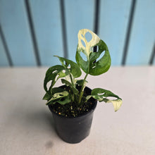 Load image into Gallery viewer, #R941 Variegated Monstera Adansonii