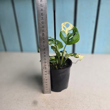 Load image into Gallery viewer, #R941 Variegated Monstera Adansonii