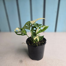 Load image into Gallery viewer, #R941 Variegated Monstera Adansonii