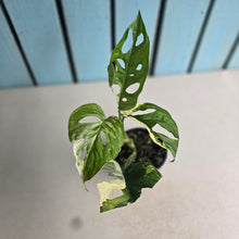 Load image into Gallery viewer, #RD26 Variegated Monstera Adansonii