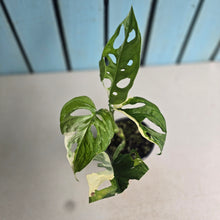 Load image into Gallery viewer, #RD26 Variegated Monstera Adansonii