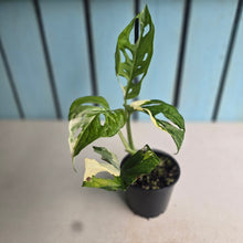 Load image into Gallery viewer, #RD26 Variegated Monstera Adansonii