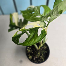 Load image into Gallery viewer, #RD26 Variegated Monstera Adansonii