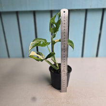 Load image into Gallery viewer, #RD26 Variegated Monstera Adansonii