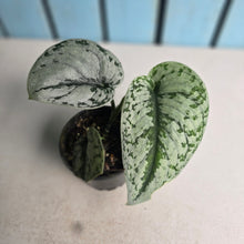 Load image into Gallery viewer, #RA3 Scindapsus Pictus Exotica