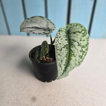 Load image into Gallery viewer, #RA3 Scindapsus Pictus Exotica