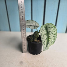 Load image into Gallery viewer, #RA3 Scindapsus Pictus Exotica