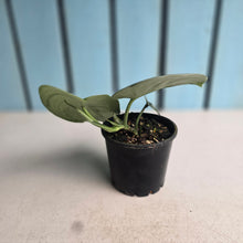 Load image into Gallery viewer, #RA3 Scindapsus Pictus Exotica