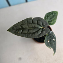 Load image into Gallery viewer, #R117 Anthurium Dark Complex x Luxurians