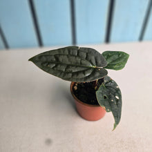 Load image into Gallery viewer, #R117 Anthurium Dark Complex x Luxurians
