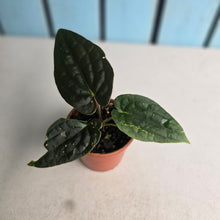 Load image into Gallery viewer, #R117 Anthurium Dark Complex x Luxurians