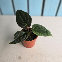 Load image into Gallery viewer, #R117 Anthurium Dark Complex x Luxurians