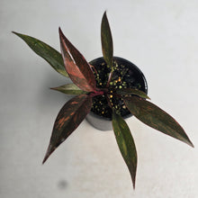 Load image into Gallery viewer, #RB18 Philodendron Orange Princess
