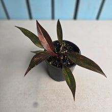 Load image into Gallery viewer, #RB18 Philodendron Orange Princess