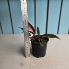 Load image into Gallery viewer, #RB18 Philodendron Orange Princess