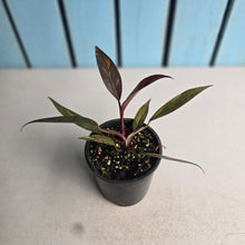 Load image into Gallery viewer, #RB18 Philodendron Orange Princess