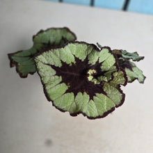 Load image into Gallery viewer, #RD14 Begonia Escargot