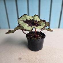 Load image into Gallery viewer, #RD14 Begonia Escargot