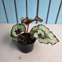 Load image into Gallery viewer, #RD14 Begonia Escargot