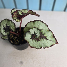 Load image into Gallery viewer, #RD14 Begonia Escargot