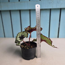 Load image into Gallery viewer, #RD14 Begonia Escargot