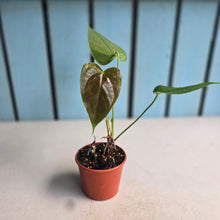 Load image into Gallery viewer, #RD33 Anthurium Veitchii x 'Red'