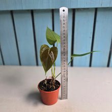 Load image into Gallery viewer, #RD33 Anthurium Veitchii x 'Red'