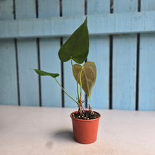 Load image into Gallery viewer, #RD33 Anthurium Veitchii x 'Red'