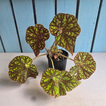 Load image into Gallery viewer, #R7 Begonia Cowardly Lion