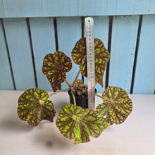 Load image into Gallery viewer, #R7 Begonia Cowardly Lion