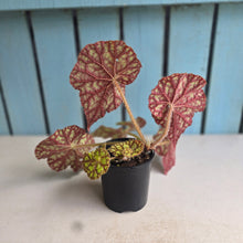 Load image into Gallery viewer, #R7 Begonia Cowardly Lion