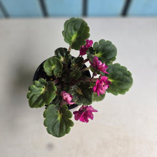 Load image into Gallery viewer, #R43 African Violet