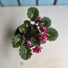 Load image into Gallery viewer, #R43 African Violet