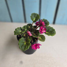 Load image into Gallery viewer, #R43 African Violet