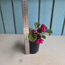 Load image into Gallery viewer, #R43 African Violet