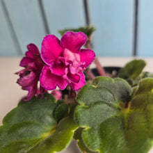 Load image into Gallery viewer, #R43 African Violet
