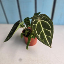 Load image into Gallery viewer, #R90 Anthurium Crystallinum x Forgetii - With 2 x Pups