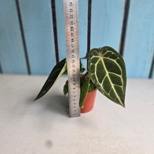 Load image into Gallery viewer, #R90 Anthurium Crystallinum x Forgetii - With 2 x Pups