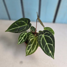 Load image into Gallery viewer, #R90 Anthurium Crystallinum x Forgetii - With 2 x Pups