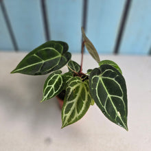 Load image into Gallery viewer, #R90 Anthurium Crystallinum x Forgetii - With 2 x Pups