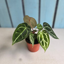 Load image into Gallery viewer, #R90 Anthurium Crystallinum x Forgetii - With 2 x Pups