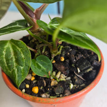Load image into Gallery viewer, #R90 Anthurium Crystallinum x Forgetii - With 2 x Pups