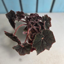 Load image into Gallery viewer, #R30 Begonia Bill Morris