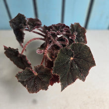 Load image into Gallery viewer, #R30 Begonia Bill Morris