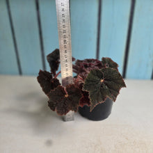 Load image into Gallery viewer, #R30 Begonia Bill Morris