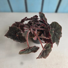 Load image into Gallery viewer, #R30 Begonia Bill Morris